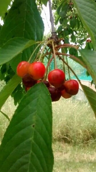Mazzard cherry
