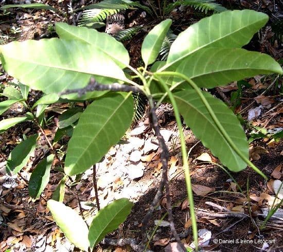 Alstonia 2