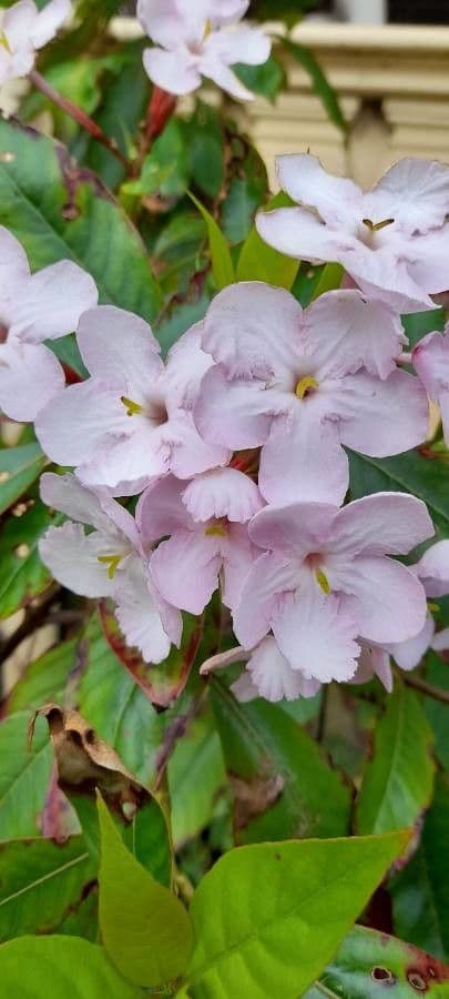 Luculia