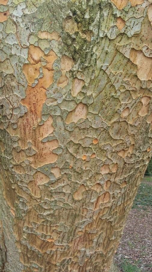 Zelkova del Caucaso 7