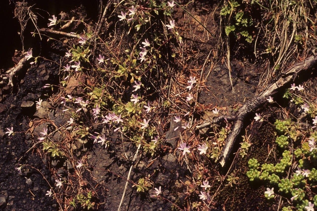 Claytonia parviflora 15