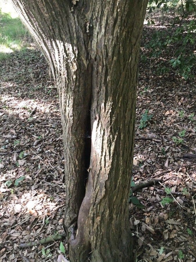 Albero amaro 9