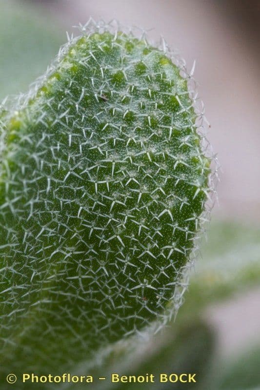 Arabis 4