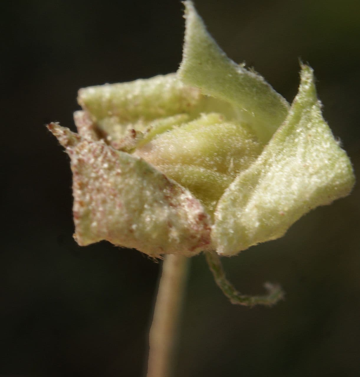 Malvella leprosa