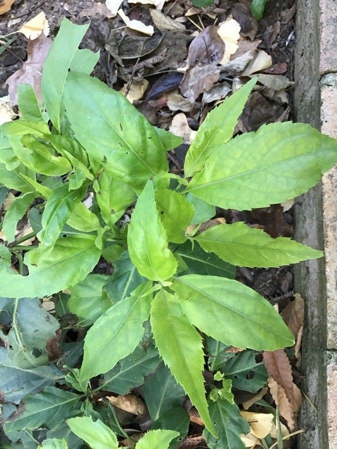 Salvia 4