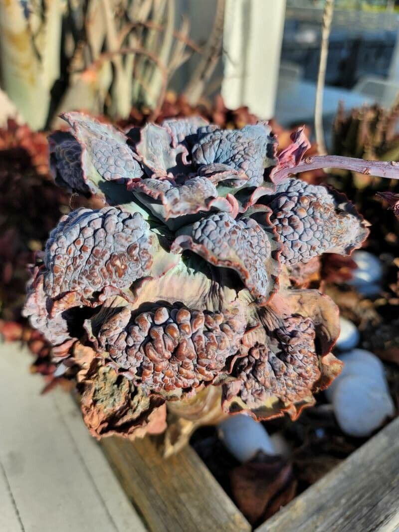 Kalanchoe romboidalna 2