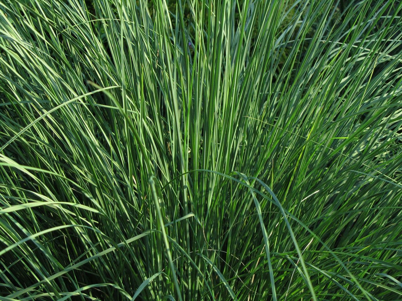 Muhlenbergia 7
