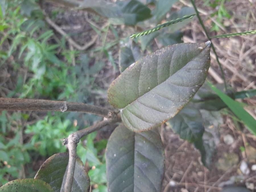 Dalbergia ecastaphyllum 17
