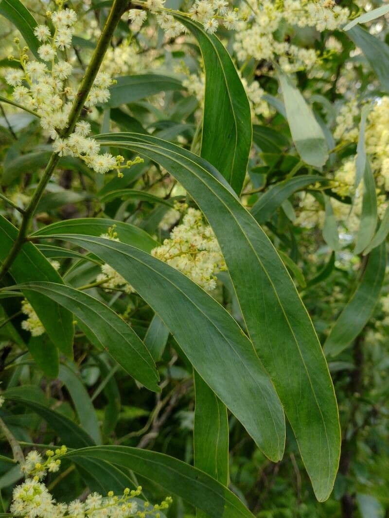 Acacia falcata 7