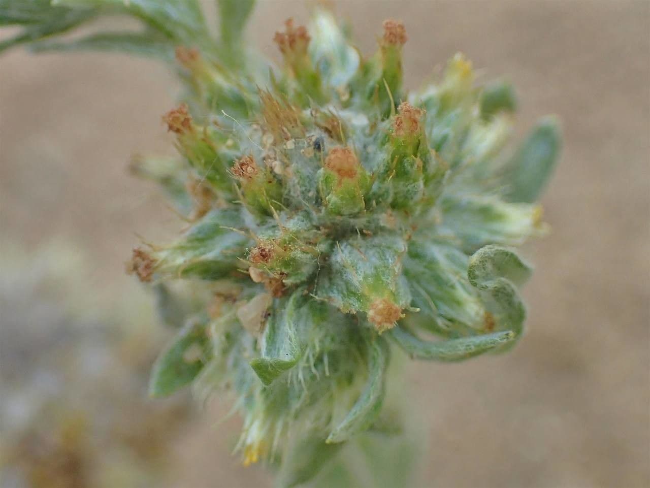 Bambagia spatolata 3