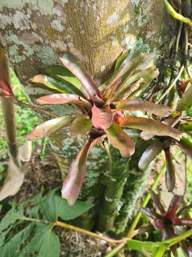 Neoregelia 4
