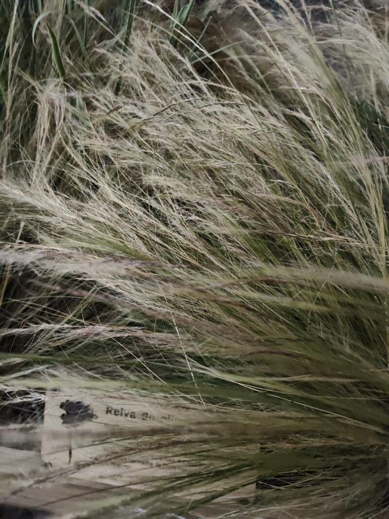Nassella tenuissima 18