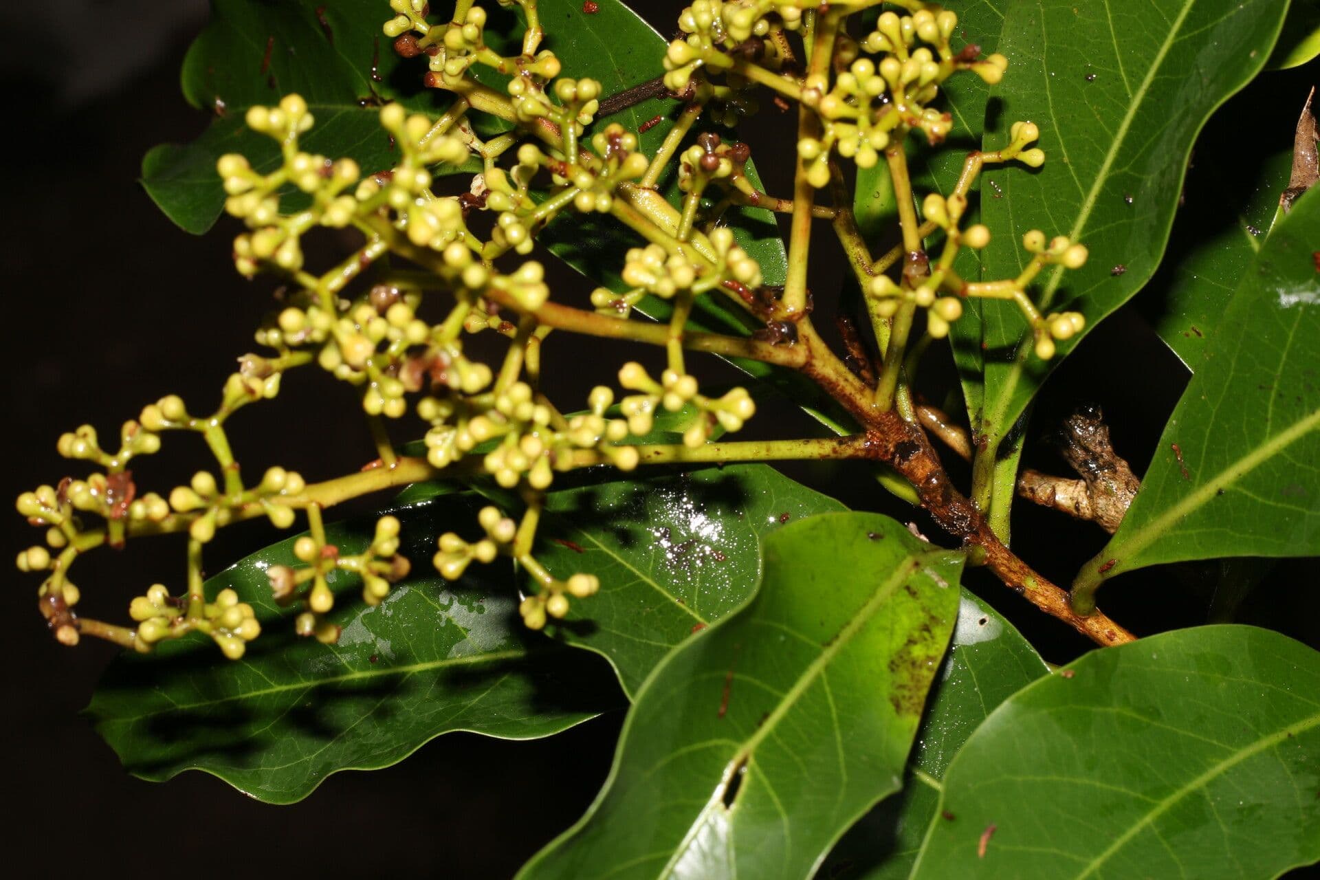 Ocotea 11