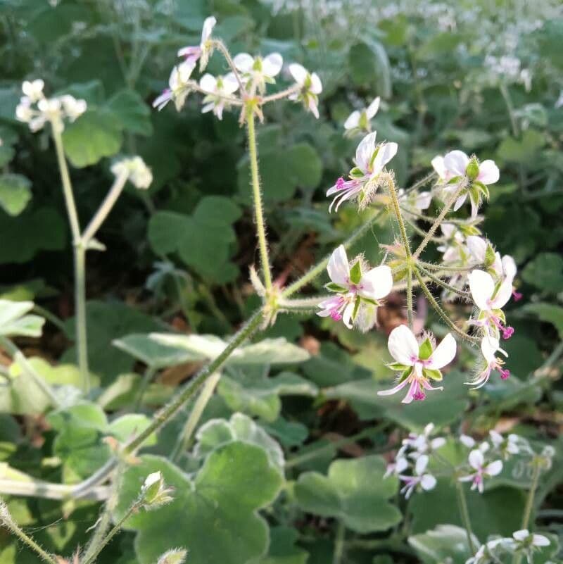 Géranium mentholé 4