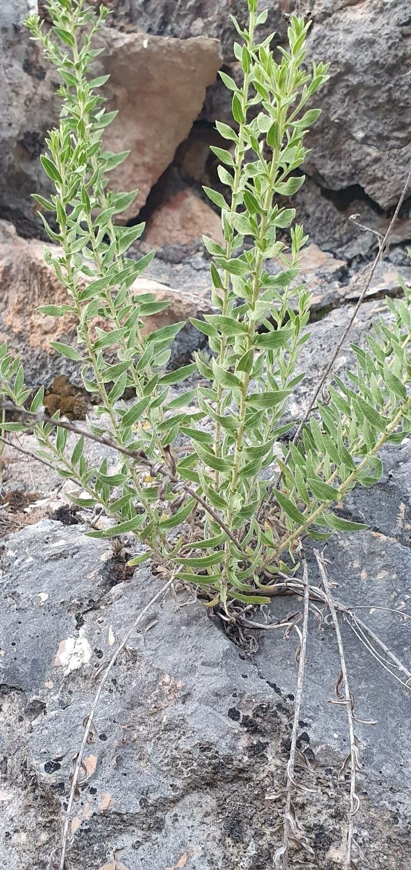 Klebrige chilienblume 12