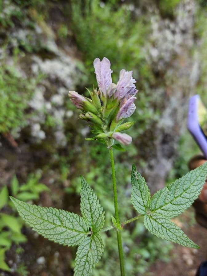 Cedronella canaria 7