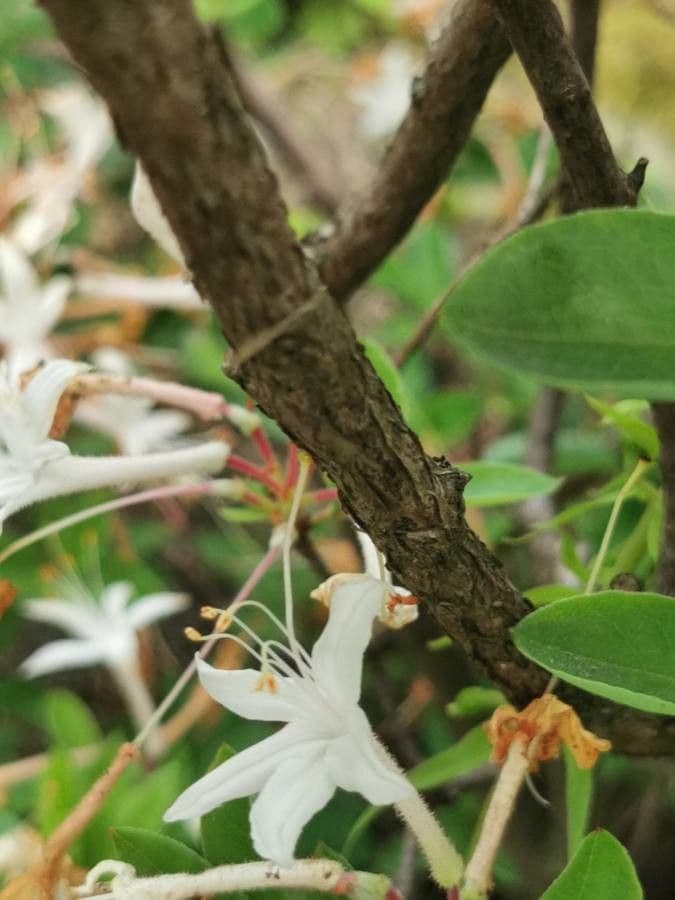 Rododendron 16