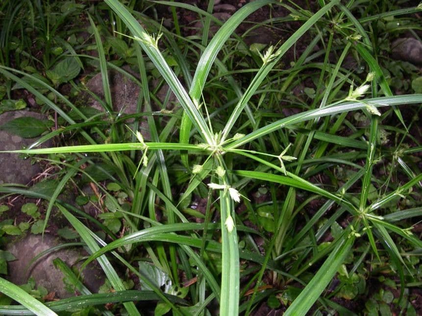 Zigolo lassa 7