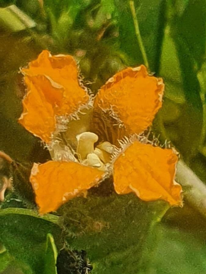 Momordica 2