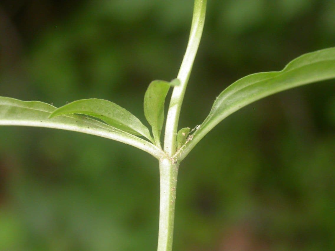 Lisimachia lanceolata 6