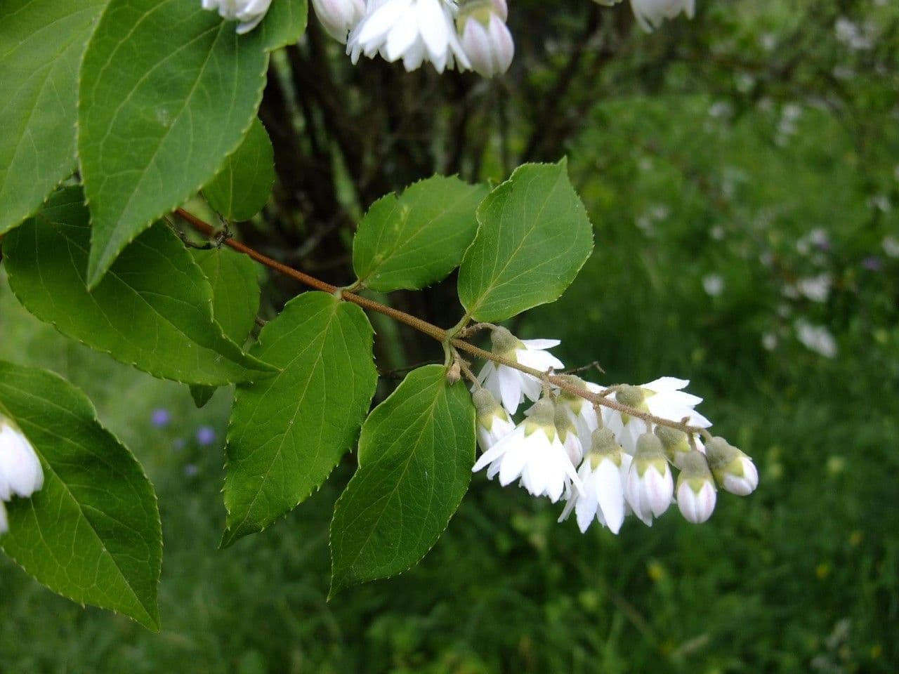 Deutzia scabra 26
