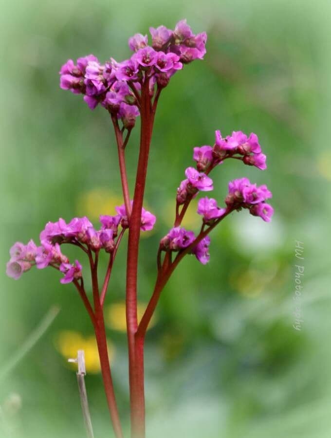 Bergenia cordifolia 5