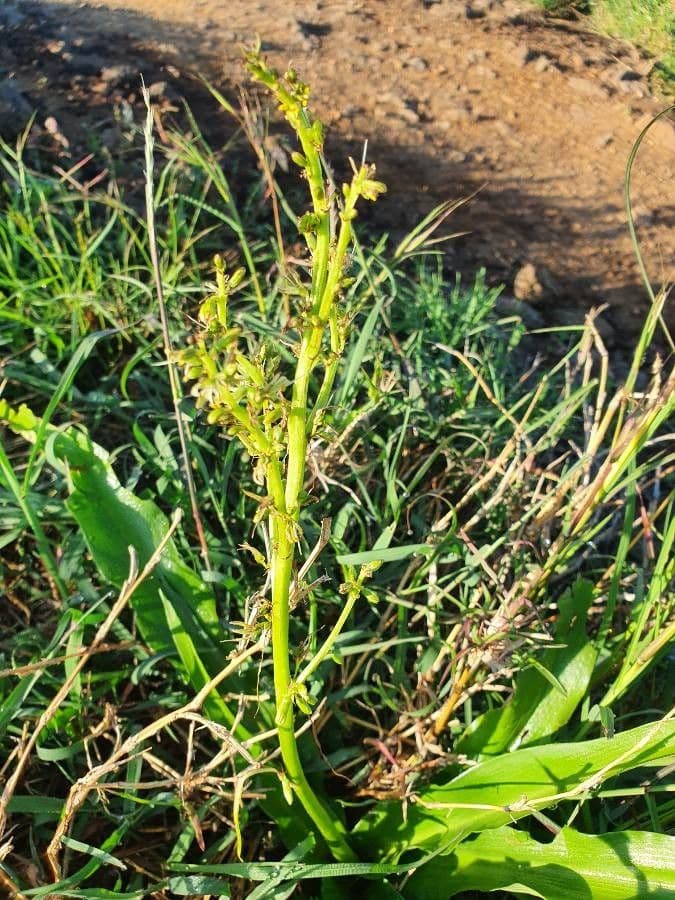 Chlorophytum gallabatense 11