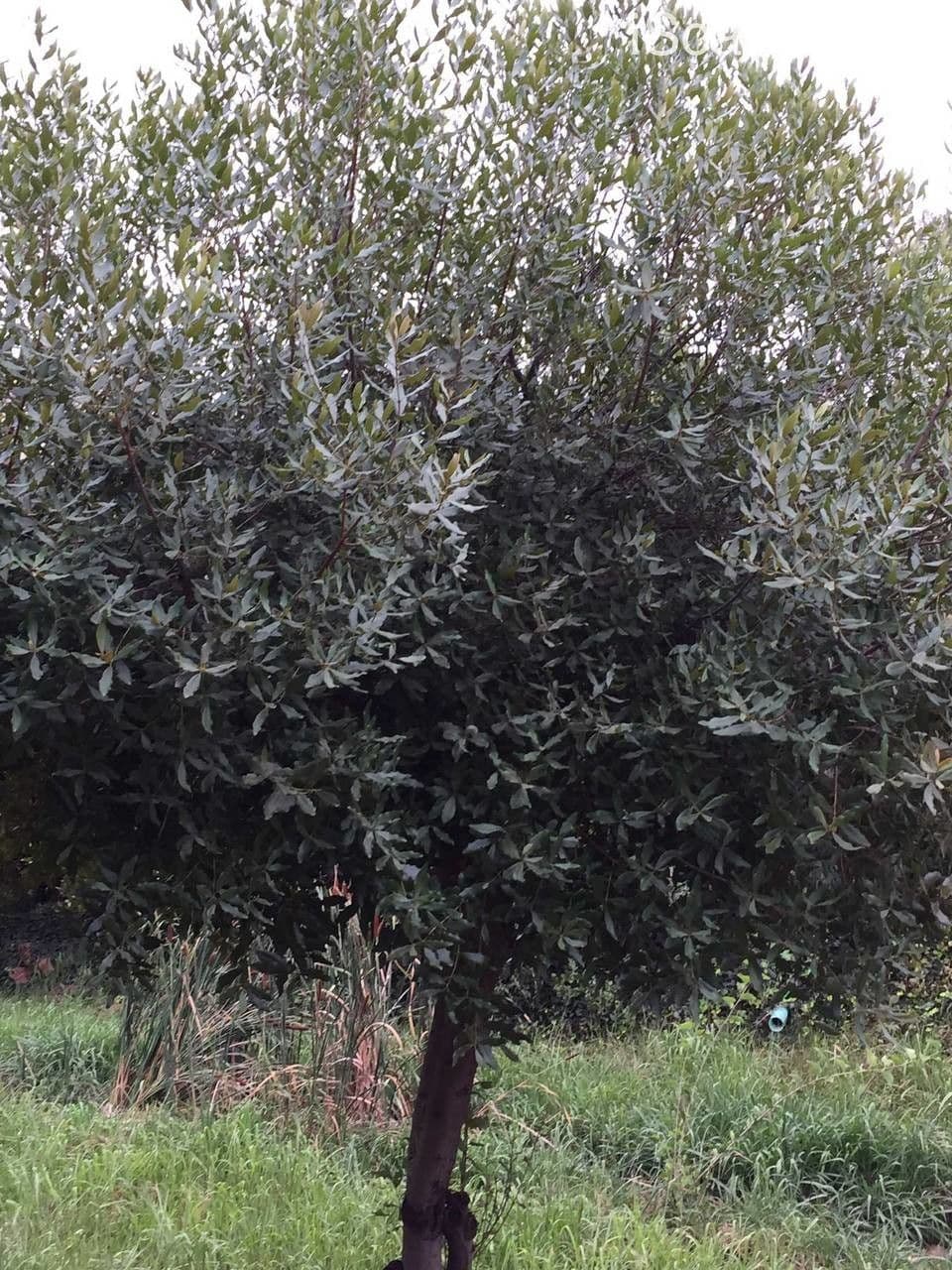 Euclea crépu 8