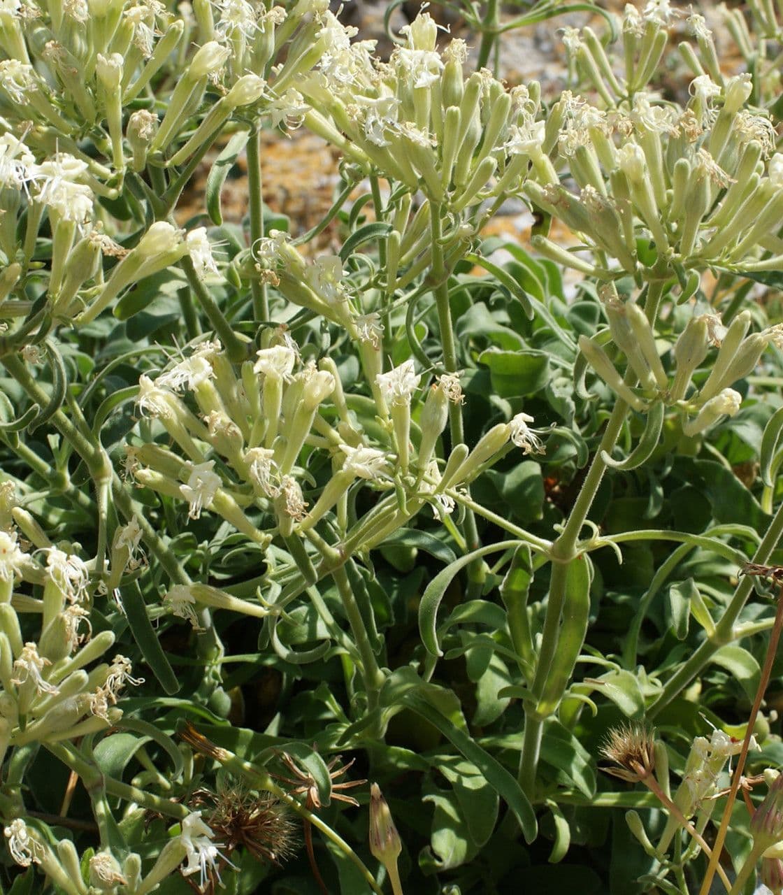Silene 4