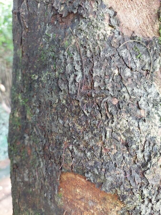 Syzygium malaccense 21