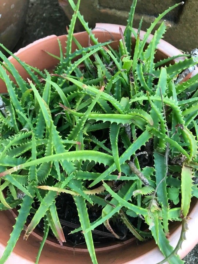 Baum-Aloe 18