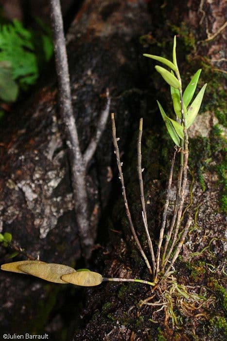 Dendrobium 11