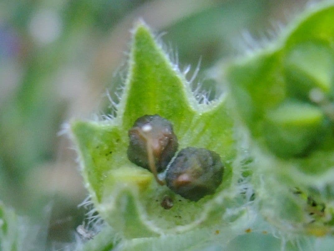 Lingua di bue officinale 5