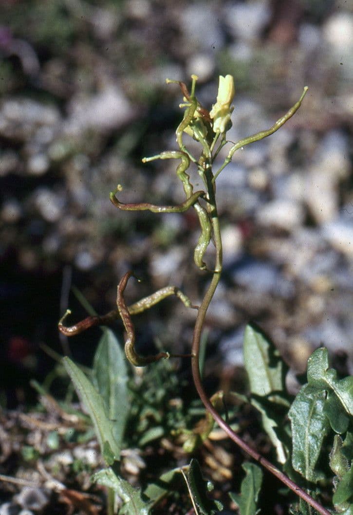 Brassica repanda 11