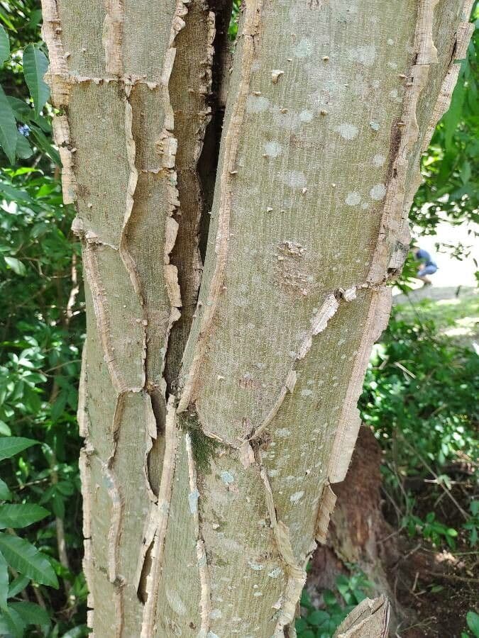 Piptadenia gonoacantha 11
