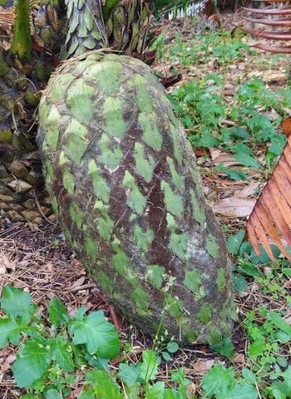 Dioon