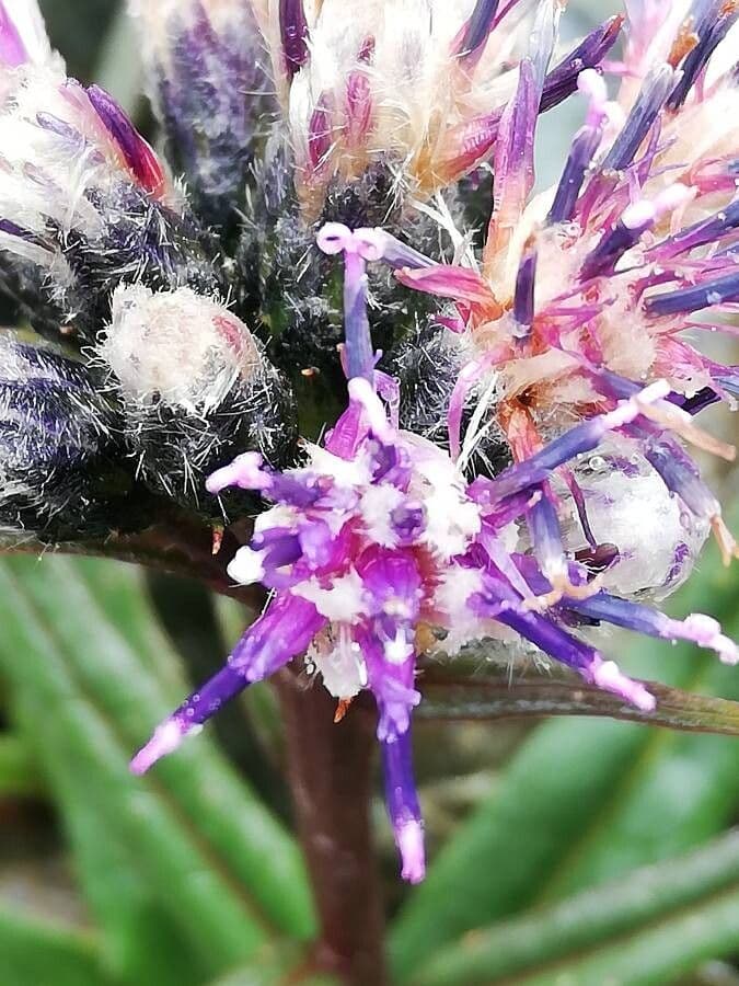Saussurea 7