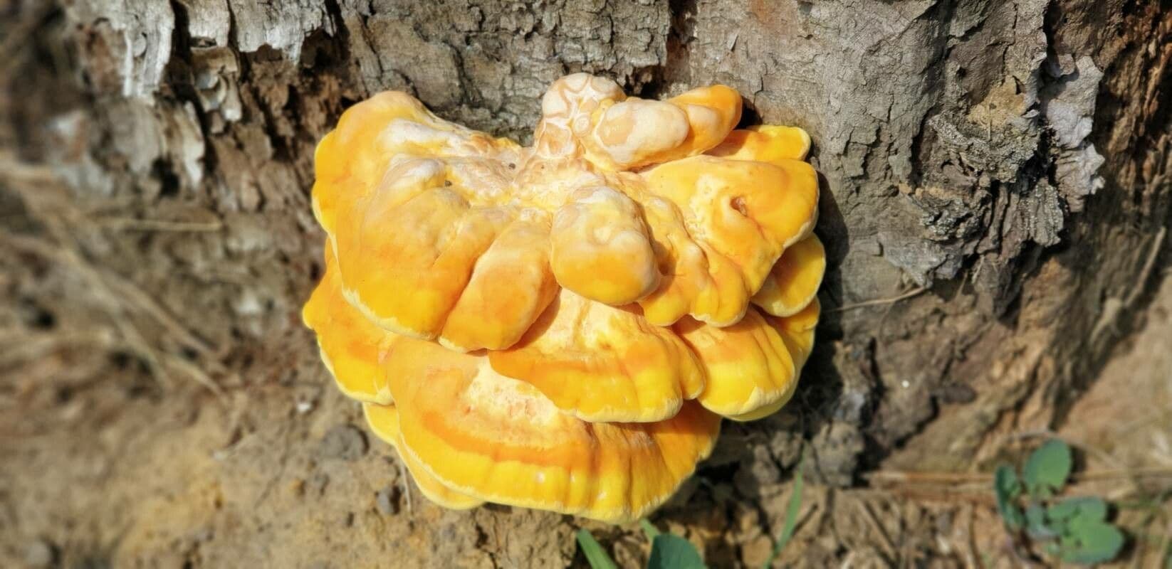 Jackfruit 16