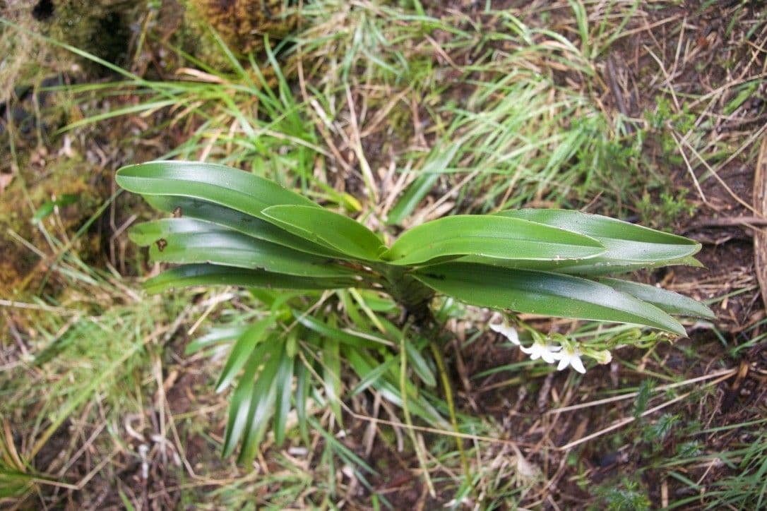 Angraecum 12