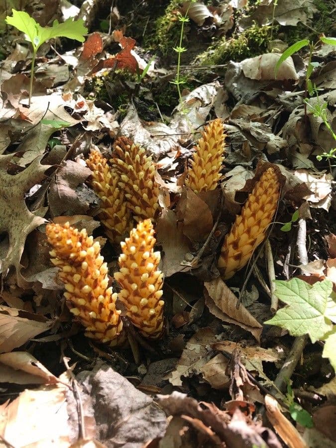 Conopholis 4