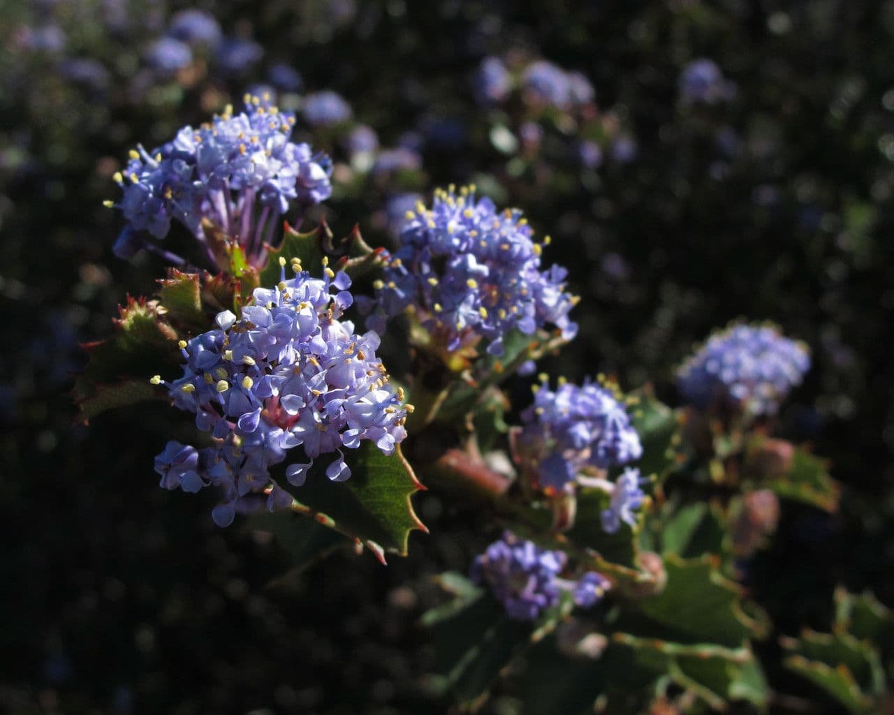 Ceanothus 4