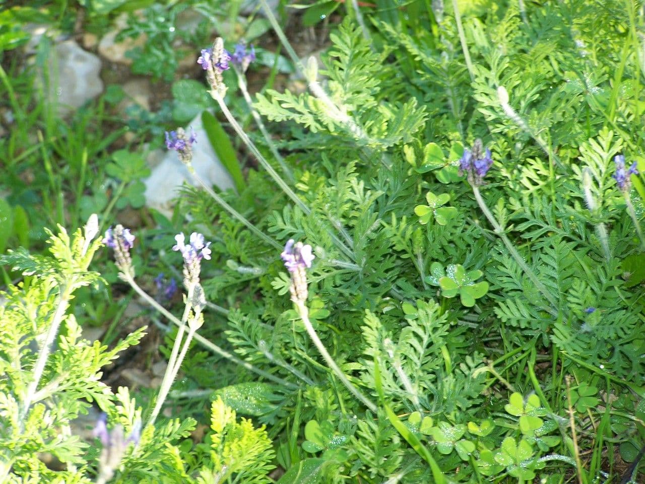 Lavanda multifida 7