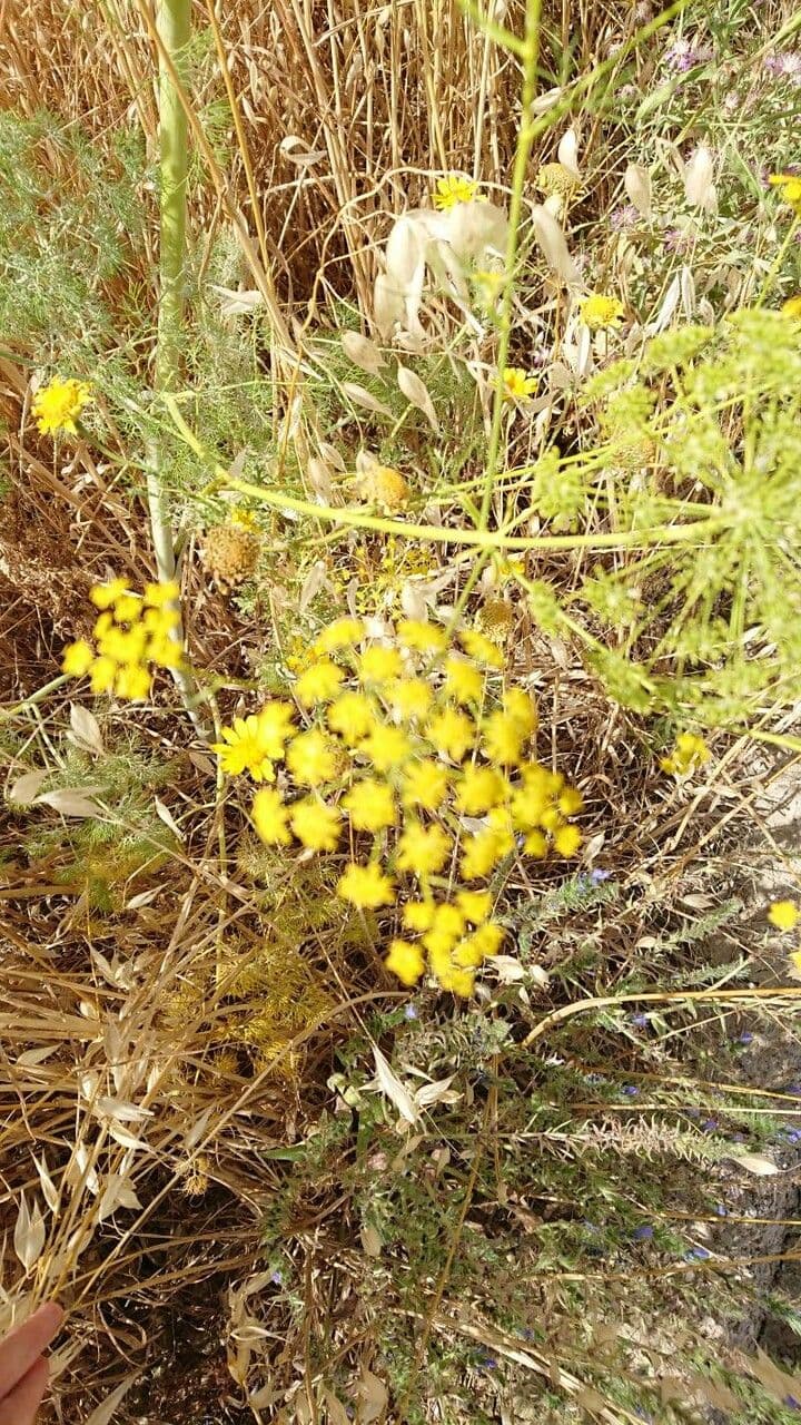 Saatfenchel