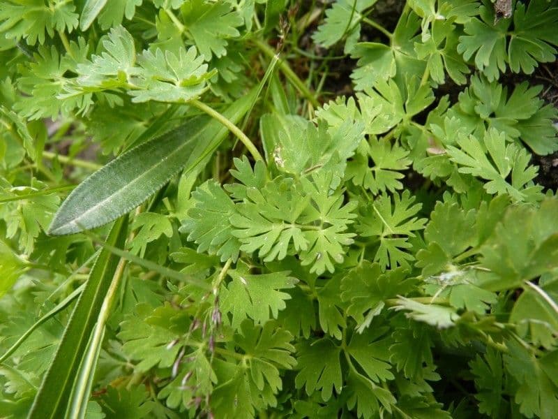 Callianthemum coriandrifolium 12