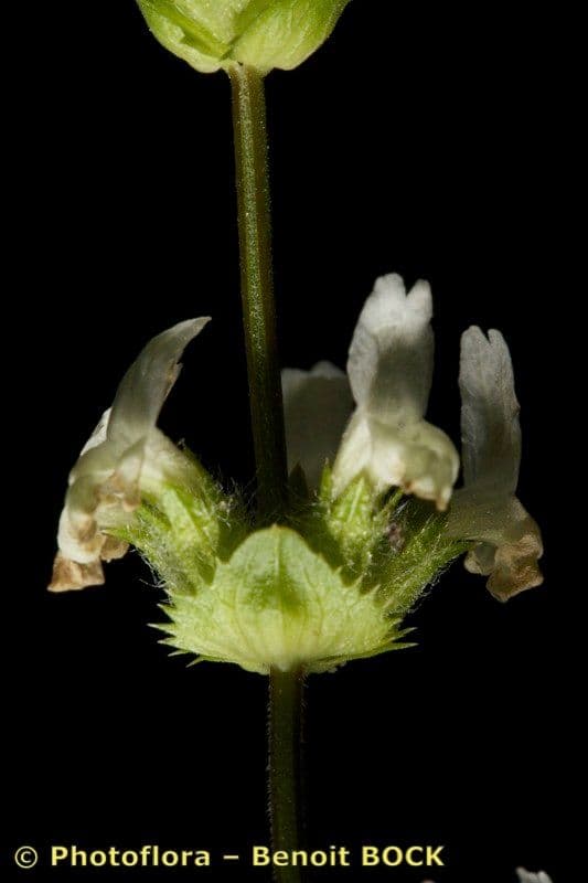 Sideritis 9