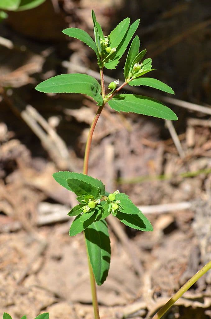 Euforbia pendula 15