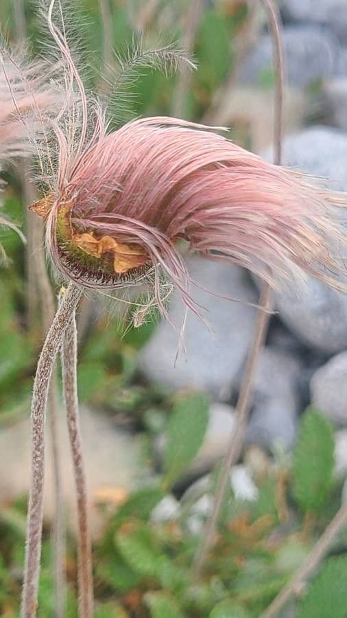 Geum triflorum 2