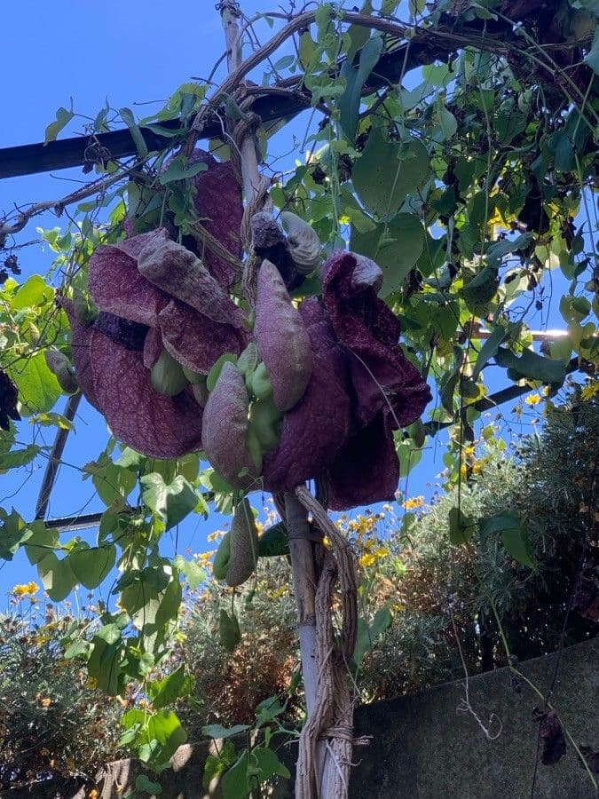 Aristolochia 7