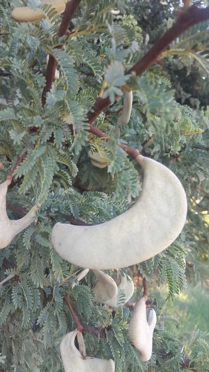 Acacia erioloba 4