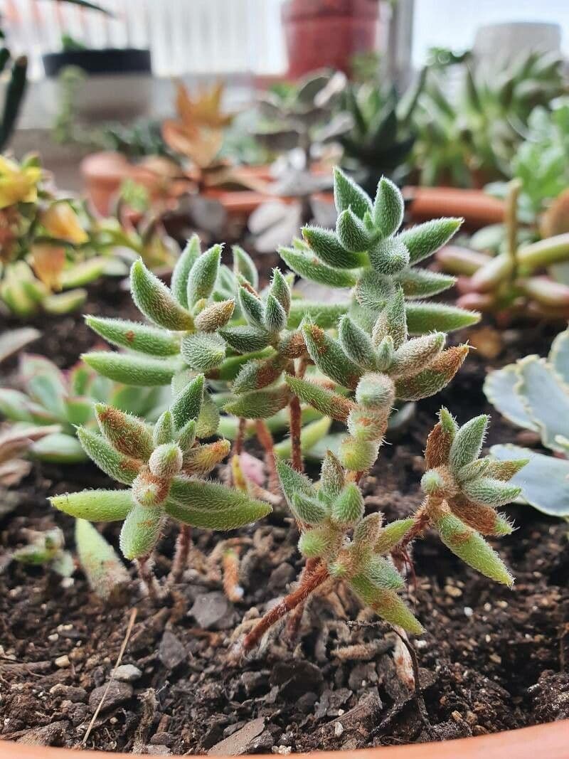 Crassula 12